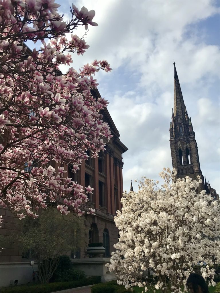 Where to See Cherry Blossoms in Boston Trips to Uncover